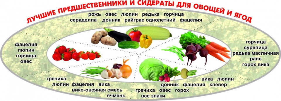 После каких овощных культур сажают клубнику